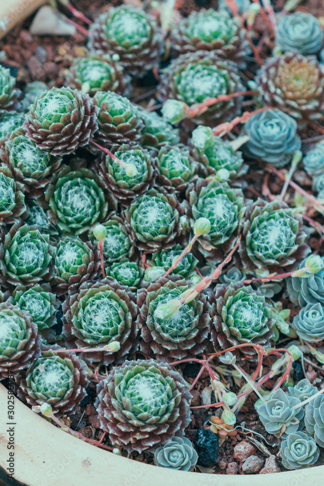 Succulents or cactus in a garden. Sempervivum or hen and chicks, in flower pot. Close up image of succulent.Top view. Succulents or cactus in a garden. Sempervivum or hen and chicks, in flower pot. Close up image of succulent.Top view.