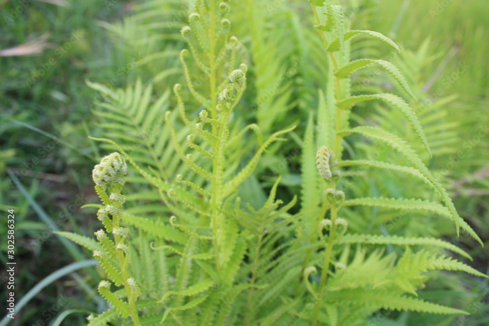 grass grass
