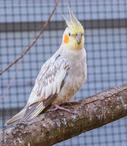 Greifvogelstation und Wildfreigehege Hellental photo