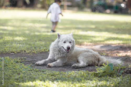 The white dog s background is lying on the grass  with motion blur while waiting for food or the owner during the day.