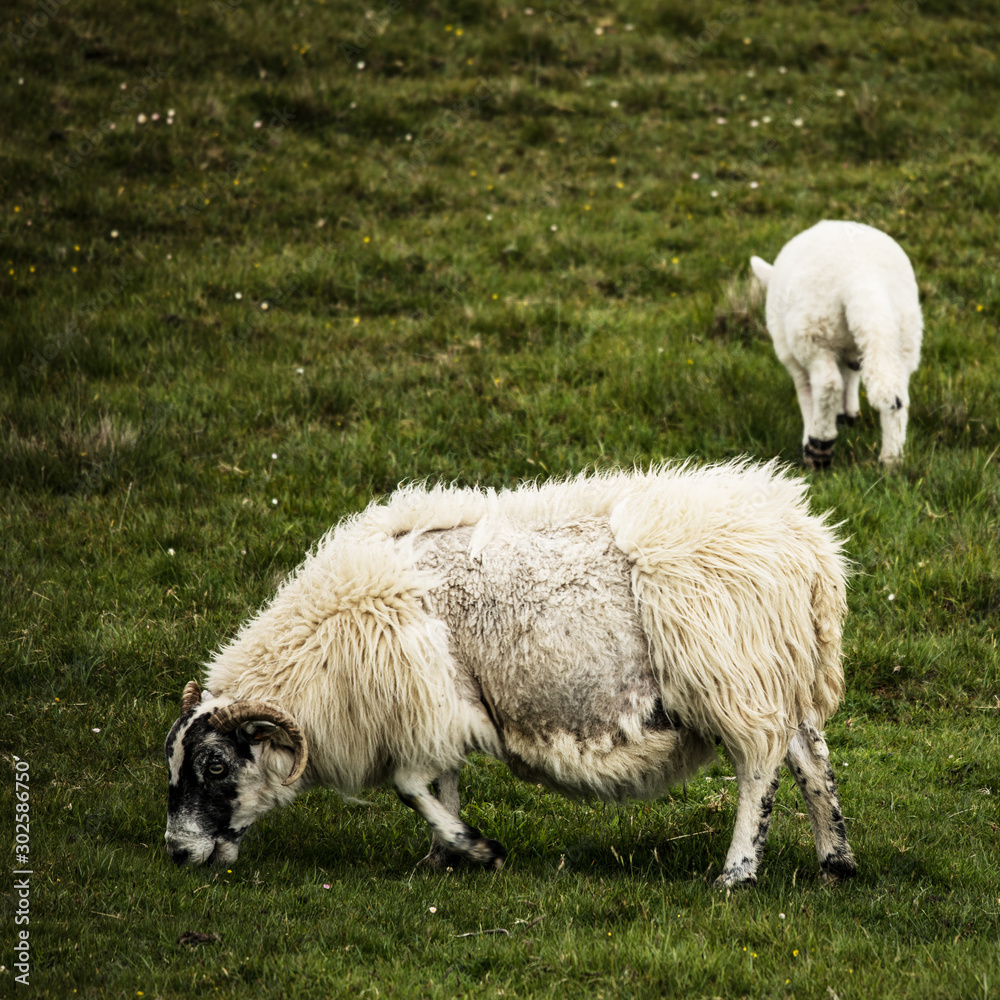 Scenic Scotland meadows with sheep in traditional landscape. Scenic Scotland meadows with sheep in traditional landscape.