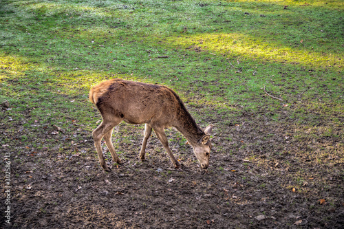 Greifvogelstation und Wildfreigehege Hellental photo