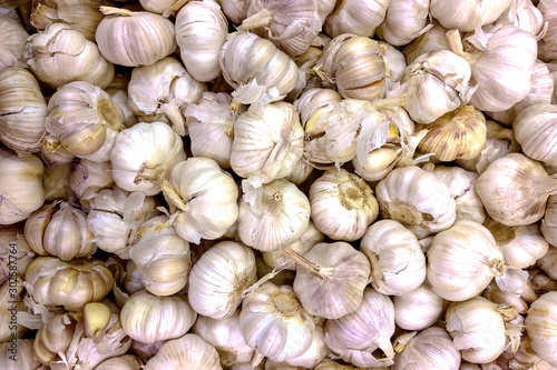 Many loose heads of white purple garlic for sale.