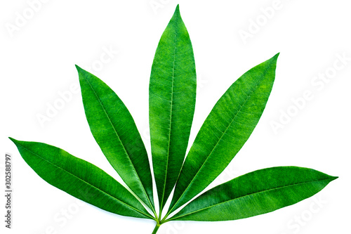 Wallpaper Mural Green leaves isolated on a white background. Torontodigital.ca