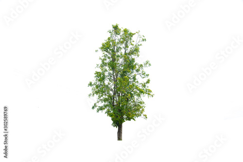 green tree isolated on white background