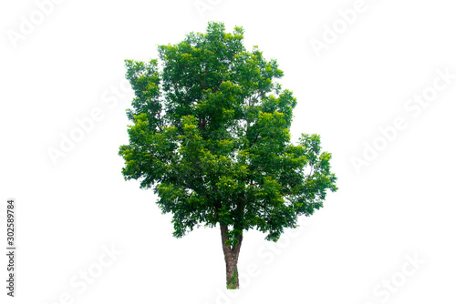 green tree isolated on white background