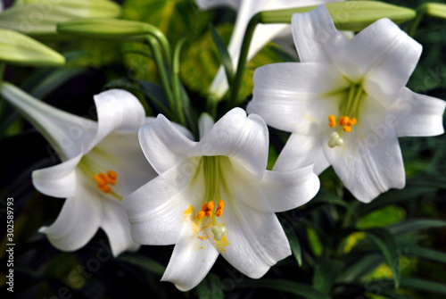Easter lilies on display