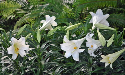 Easter lilies on display
