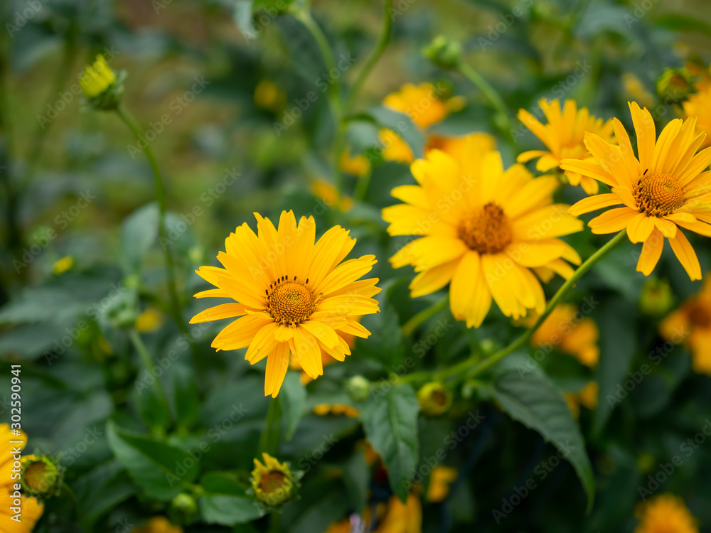 Yellow flowers between fresh green leaves in the garden Yellow flowers between fresh green leaves in the garden