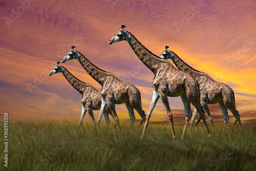 giraffe in the savannah