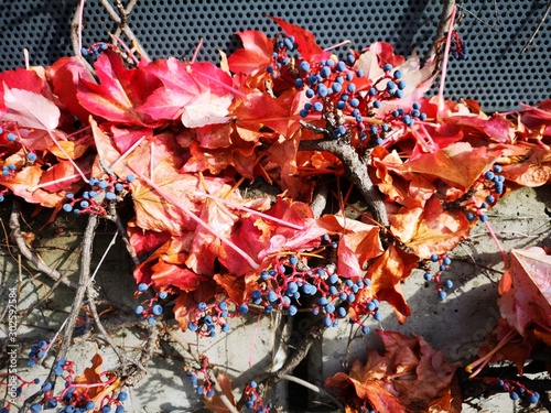 traumhafte verfärbte Blätter im Herbst © st1909
