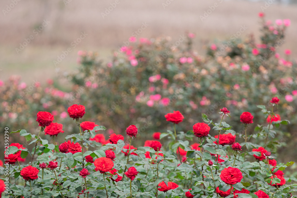 Close up selective focus beautiful blossom rose flowers in garden or fields, commercial planting rose flowers garden in Thailand with many colors Close up selective focus beautiful blossom rose flowers in garden or fields, commercial planting rose flowers garden in Thailand with many colors