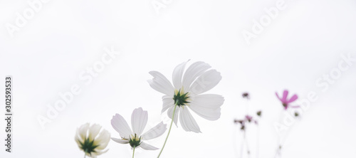 Beautiful soft selective focus pink and white cosmos flowers field with copy space