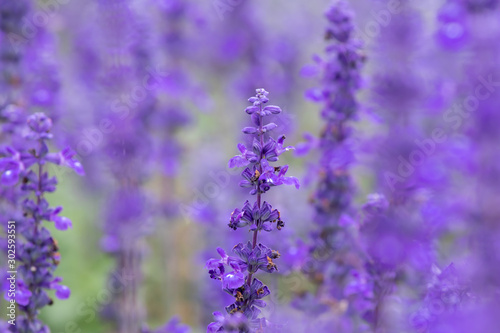 Fototapeta Naklejka Na Ścianę i Meble -  Selective focus close up beautiful purple lavender in the fields for wedding or beauty background