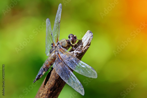 Dragonfly sits on a thin tree branch