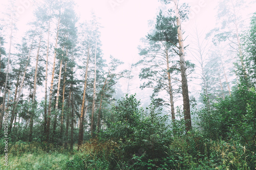 Beautiful summer forest with different trees in morning fog