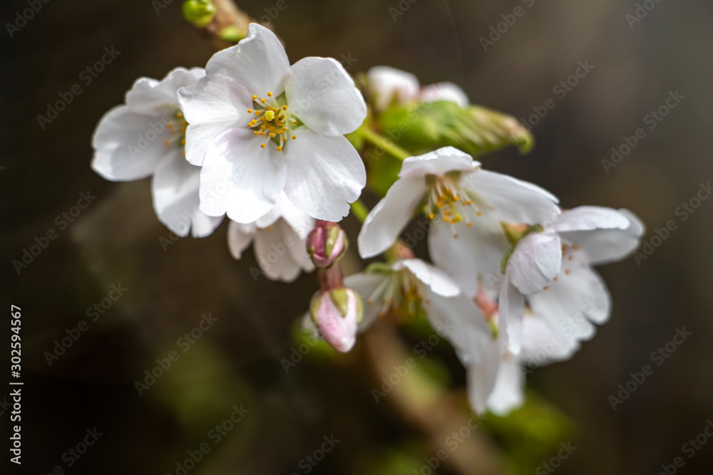 White cherry blossom on tree with blurry background White cherry blossom on tree with blurry background