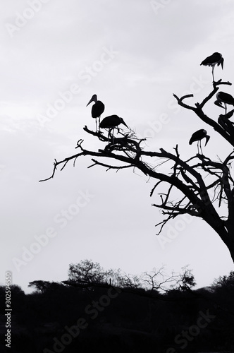 Flock of Wild African Marabou Stork bird on tree branches silhouette high contrast image