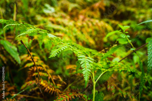 Beautiful fern leaves in the forest. Selective focus.