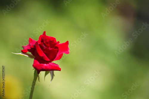 Fresh red rose green background