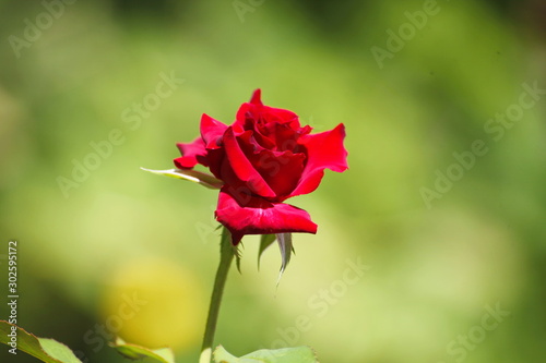 Fresh red rose green background