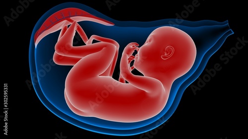 Fetus in Womb Anatomy X-ray 3D rendering