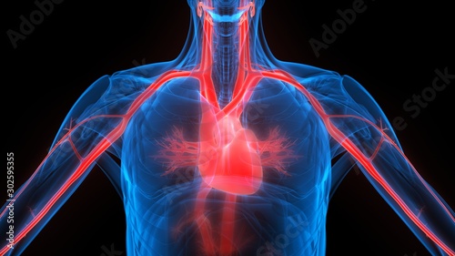 Heart a Part of Human Circulatory System Anatomy X-ray 3D rendering