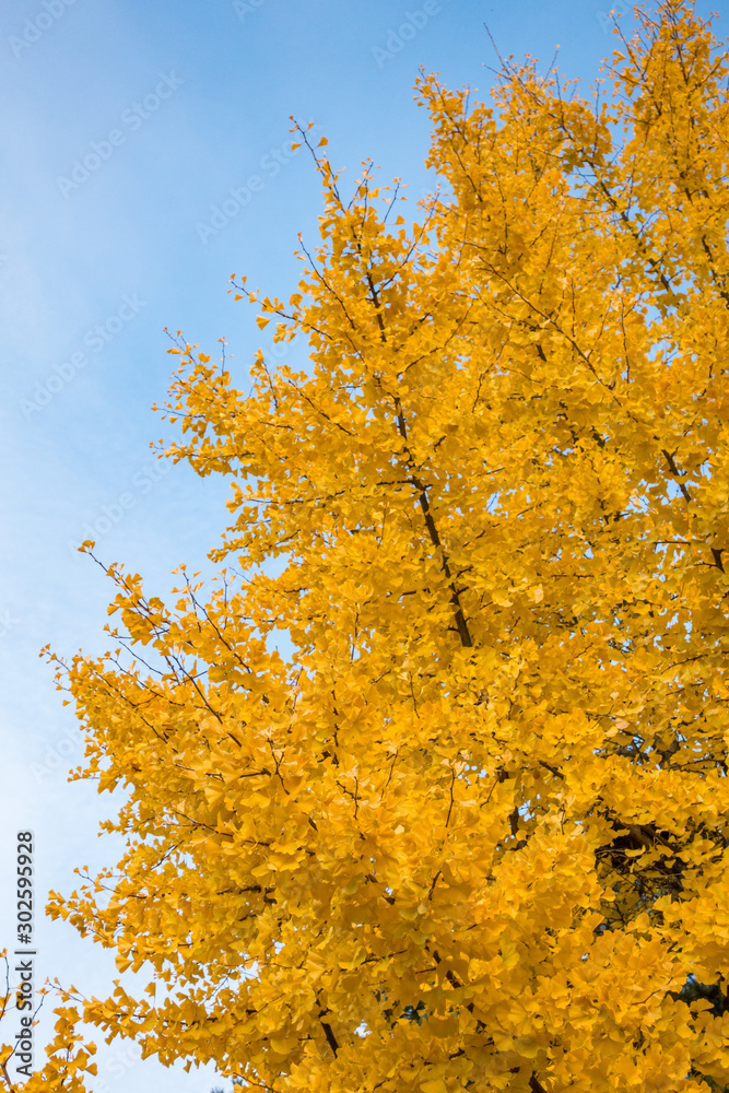 Fototapeta premium dense beautiful golden leaves on the tree branch under bright blue sky