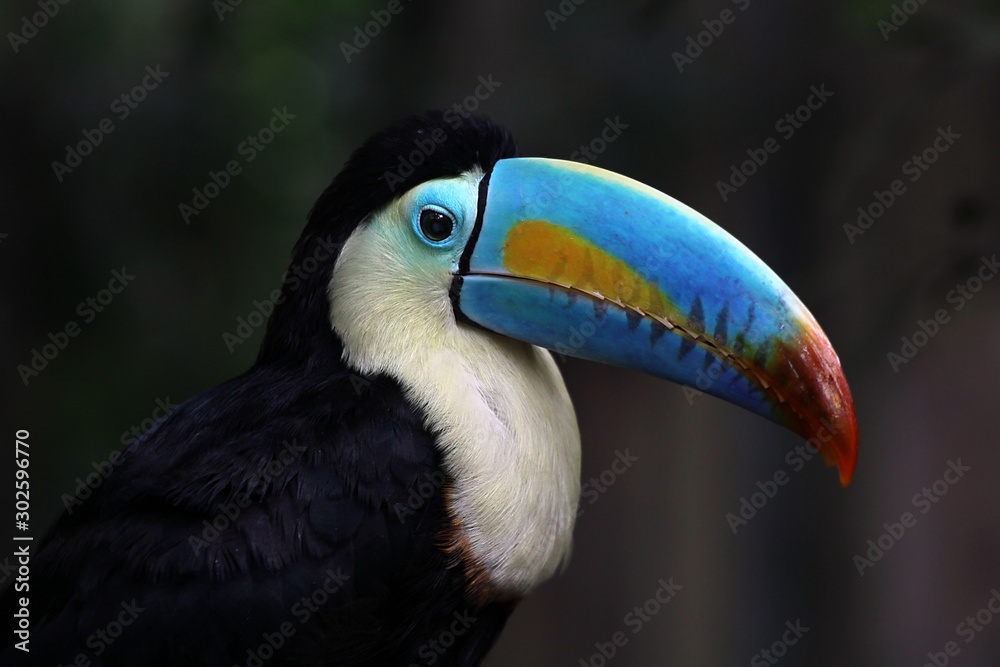 Fototapeta premium Rainbow-Billed Toucan