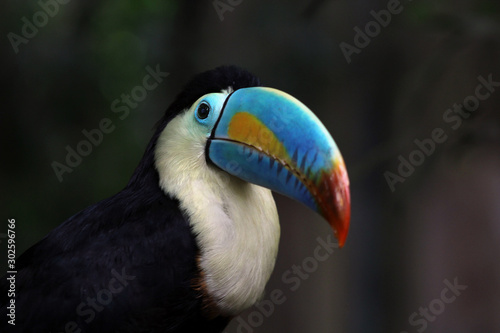 Rainbow-Billed Toucan