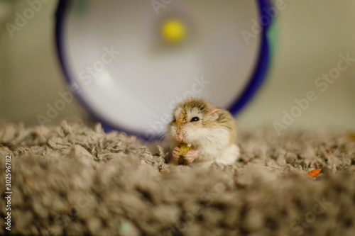 Cute Hamster Eating photo