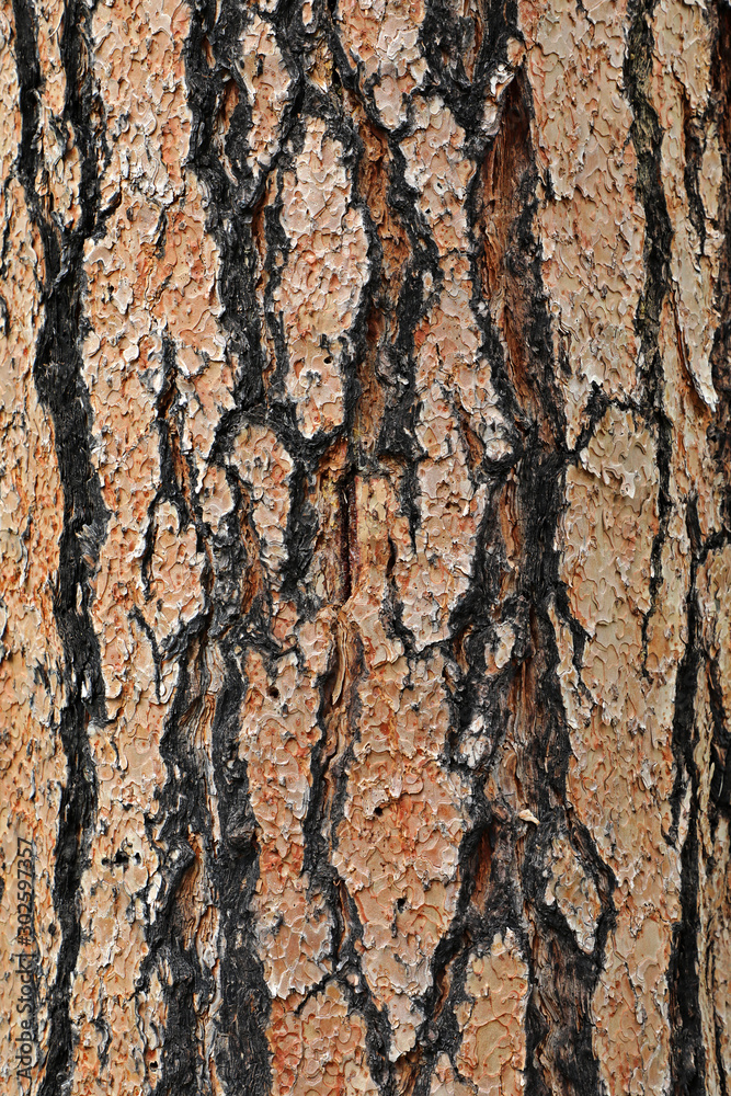 Obraz premium Nature