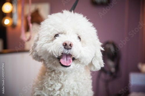 Portrait Of A Bichon Looking At Camera