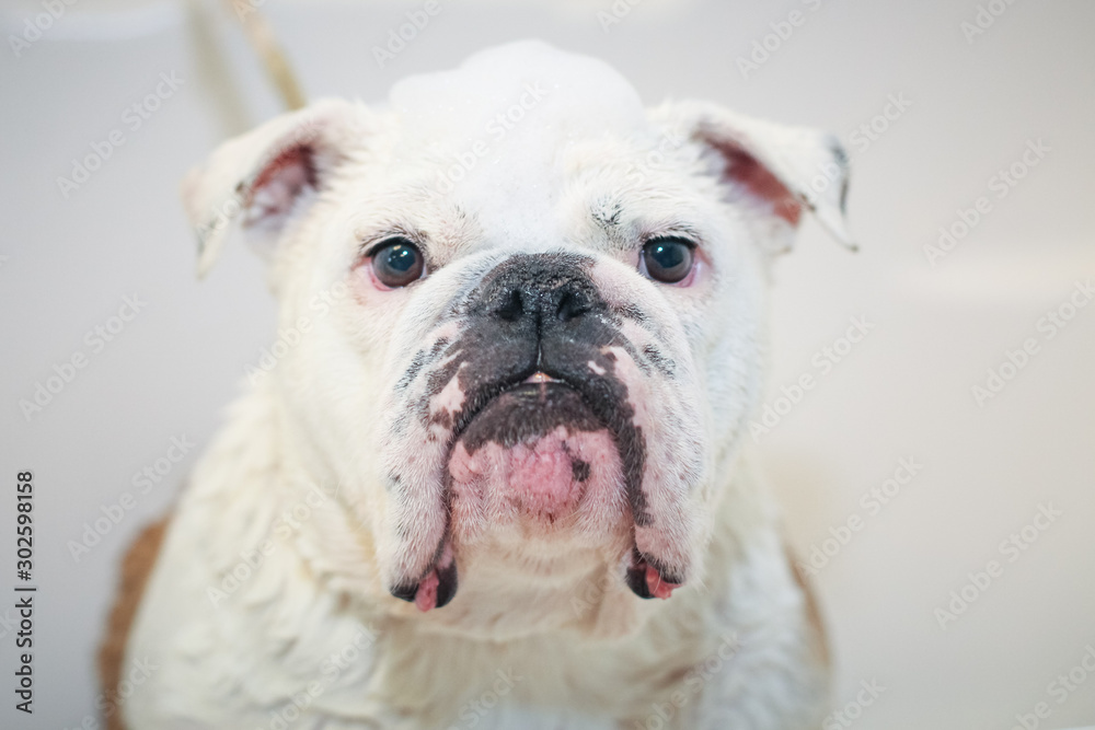 portrait of english bulldog looking at camera on white background with soap suds portrait of english bulldog looking at camera on white background with soap suds