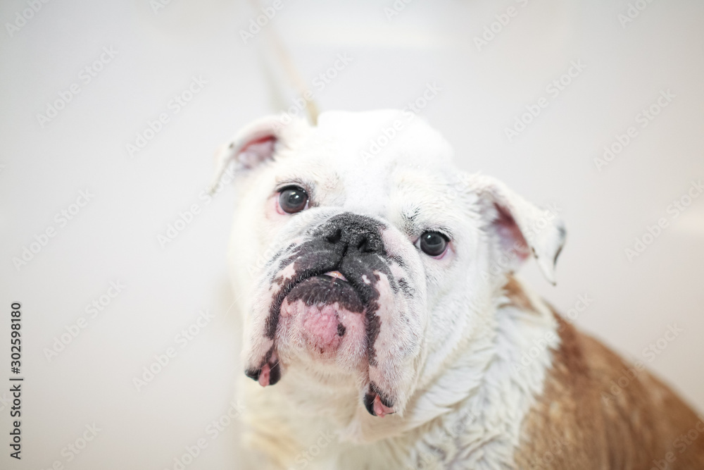 portrait of english bulldog looking at camera on white background with soap suds