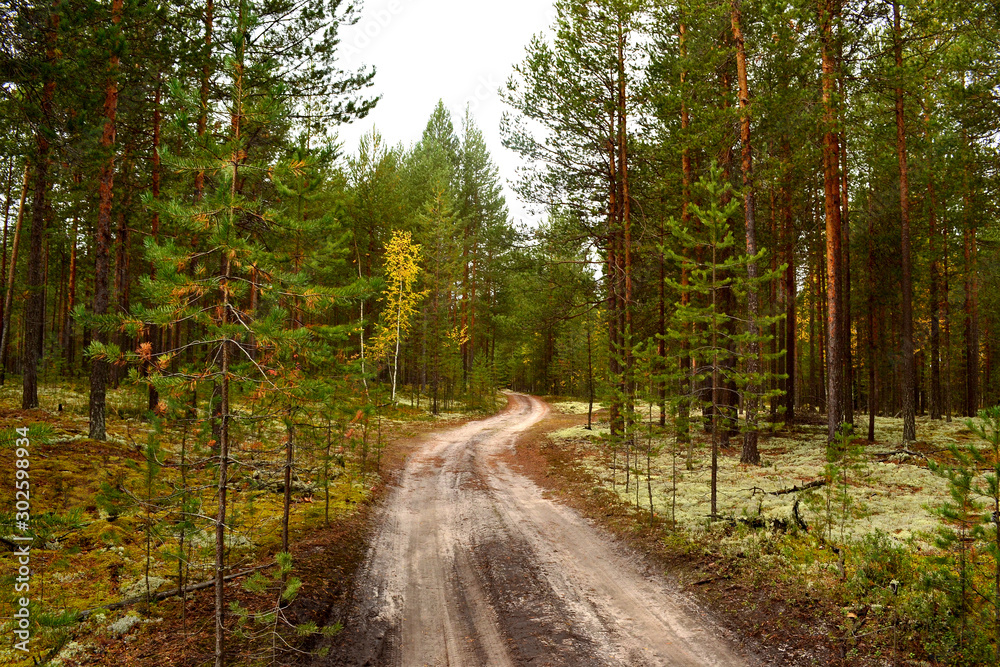 Obraz premium Forest dirt road. Road for mushrooms. Road going through a pine forest. Around the many pines and white moss. Fresh air, beautiful ecology