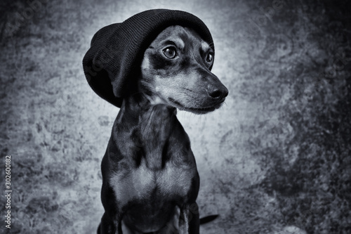Bild auf Leinwand Portrait im Studio Hund mit Mütze und Pullover vor blauem und schwarzem Hintergr