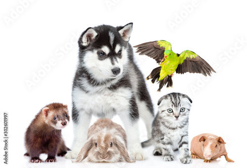 Fototapeta Naklejka Na Ścianę i Meble -  Big group of pets together stands in front view. Isolated on white background