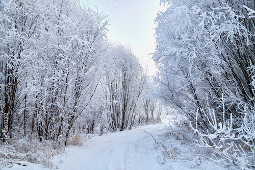 Snowy road among the trees covered with frost on a winter