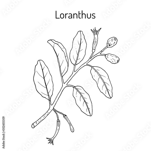 Loranthus ferrugineus, medicinal plant