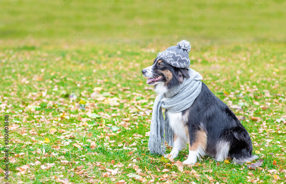Australian shepherd dog wearing a warm hat and scarf sitts in autumn park in profile. Empty space for text