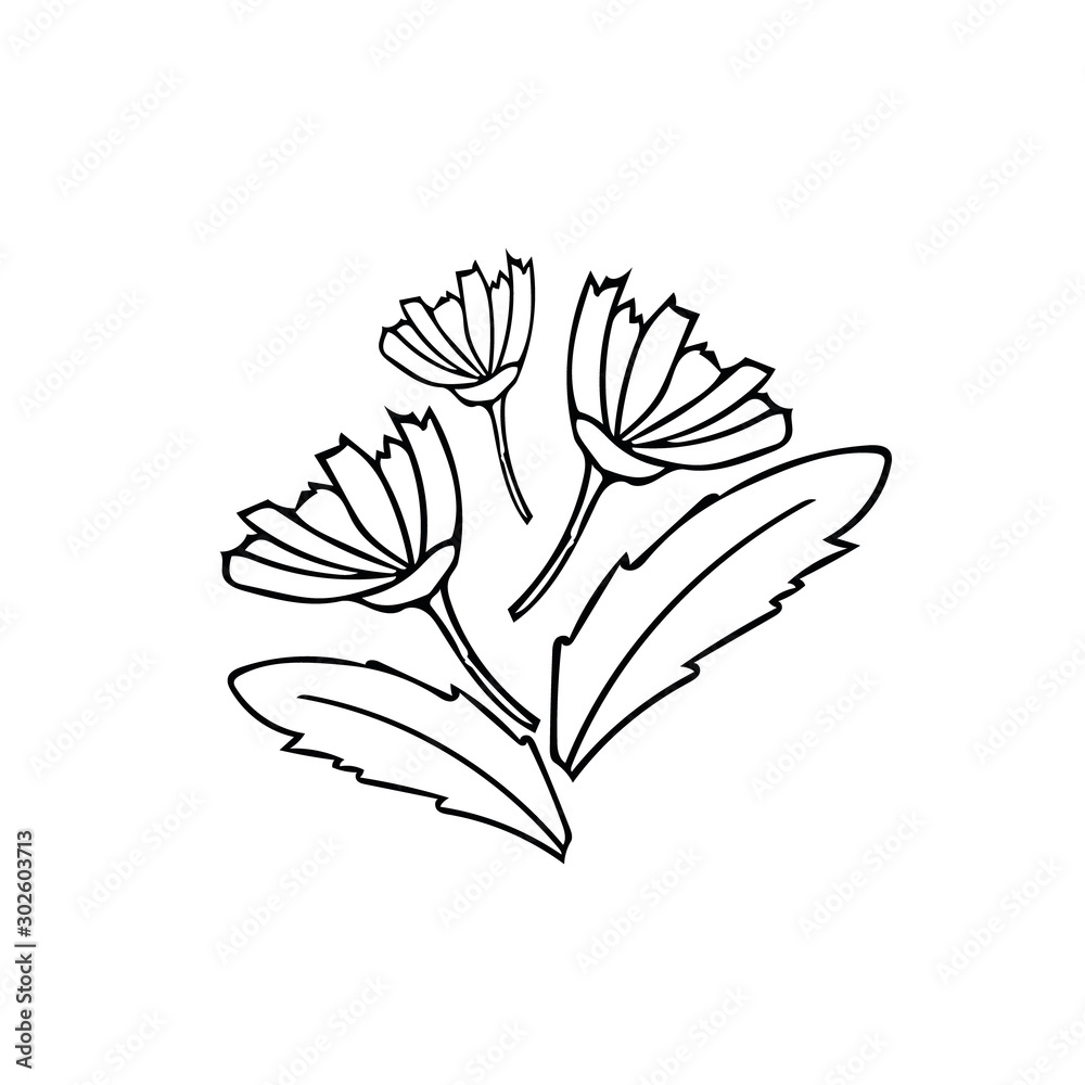 hand drawn daisies and leaves bouquet. composition in a simple liner style. Scandinavian black and white style