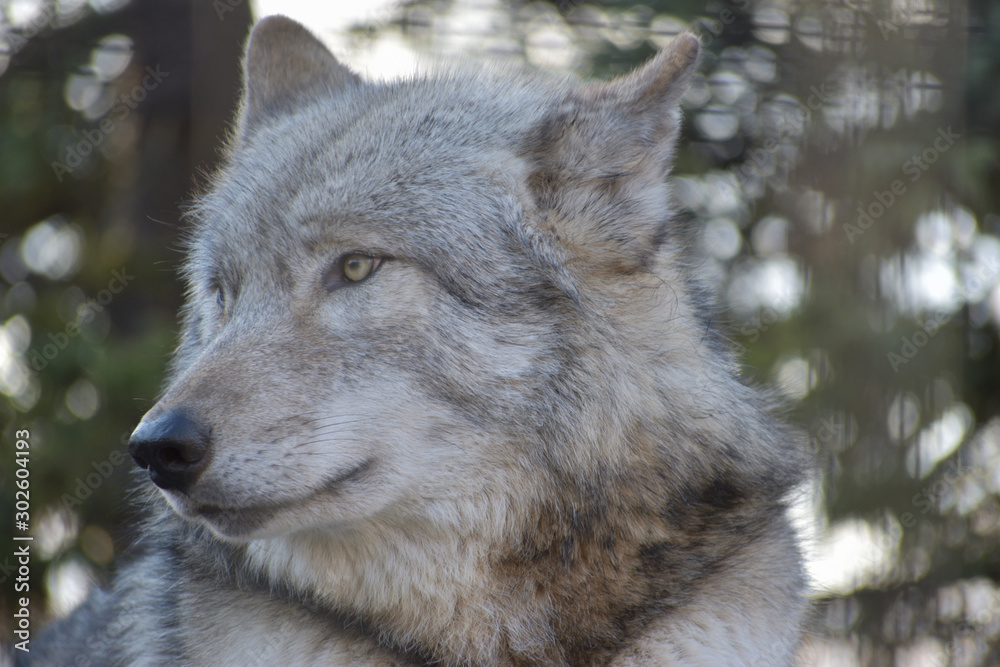 Naklejka premium 旭山動物園 オオカミ