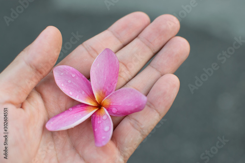 Plumeria flowers in our hands