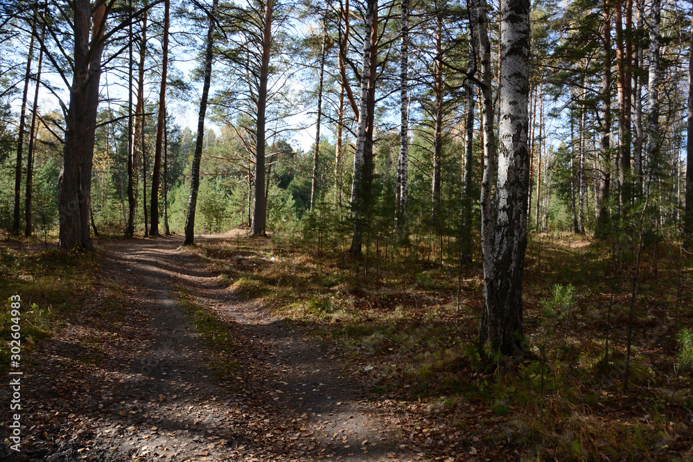 dirt road in the taiga.
