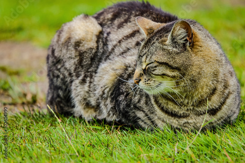 Street cat in Scottish park on rainy day.