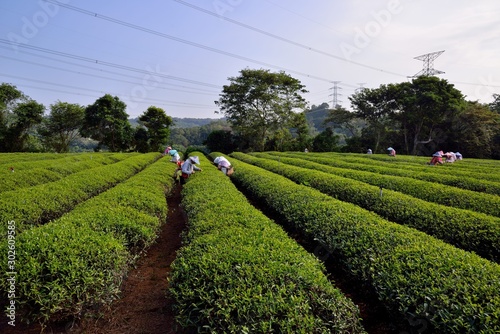 Tea picking women picking tea The location was taken in Baoshan Township, Hsinchu County, Taiwan, and the photo was taken on October 26, 2019.