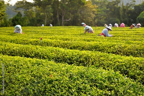 Tea picking women picking tea The location was taken in Baoshan Township, Hsinchu County, Taiwan, and the photo was taken on October 26, 2019. photo