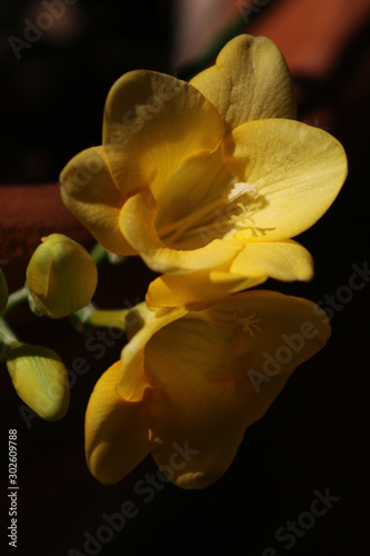 Yellow flowers