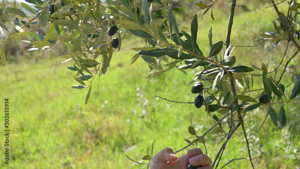 the tree for the production of extra virgin olive oil produced in italy ...